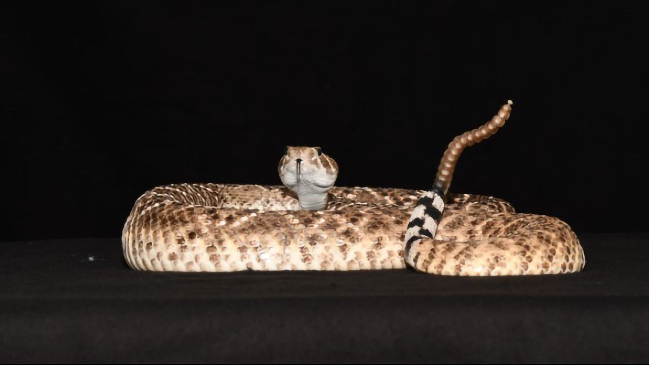 Rattlesnake Rattles Can Deceive the Human Ear