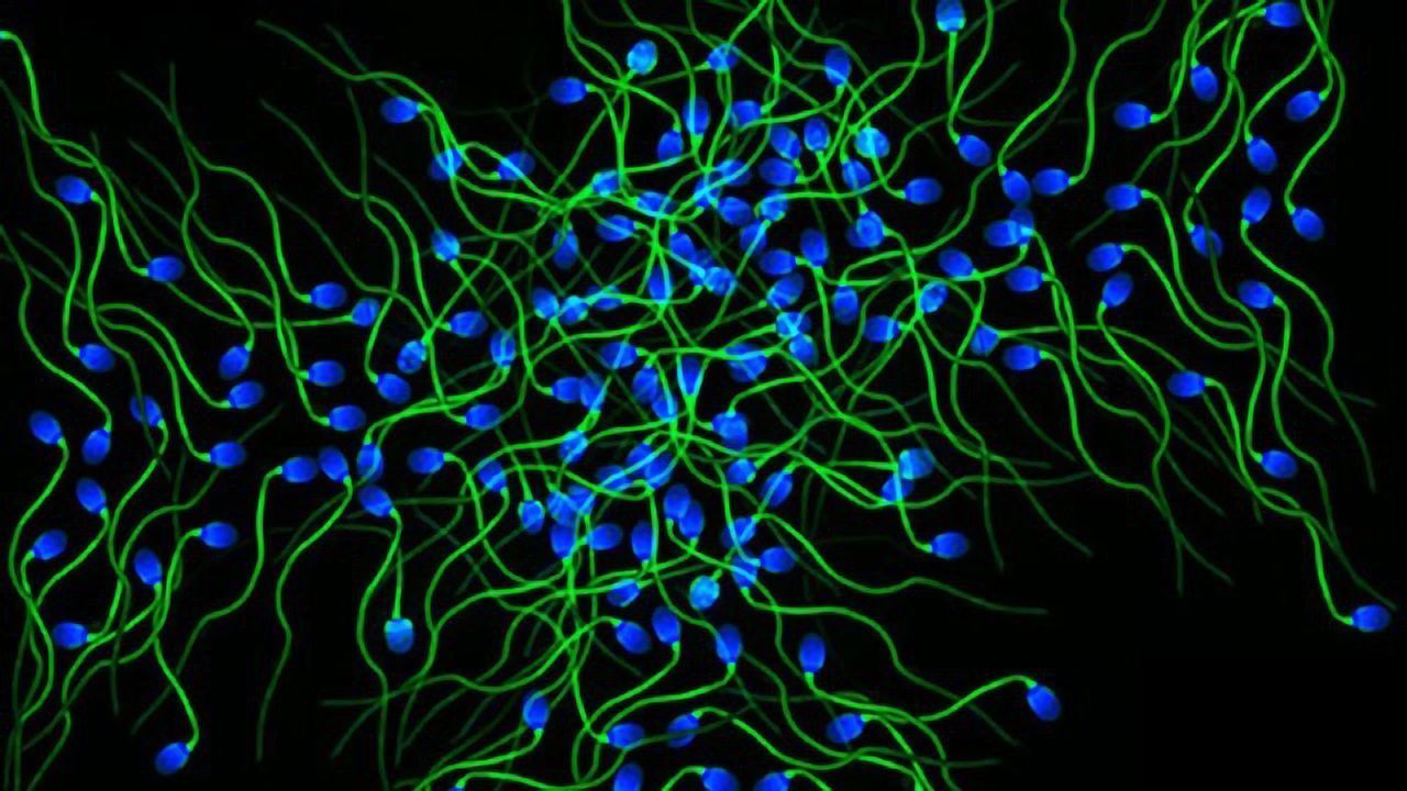 Key Protein Helps Sperm Do Their Job in a Timely Fashion