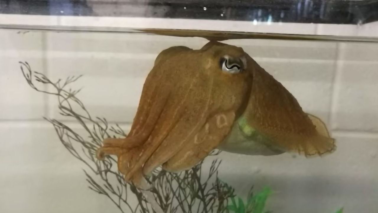 Cuttlefish Can Remember What They Had for Dinner Last Week