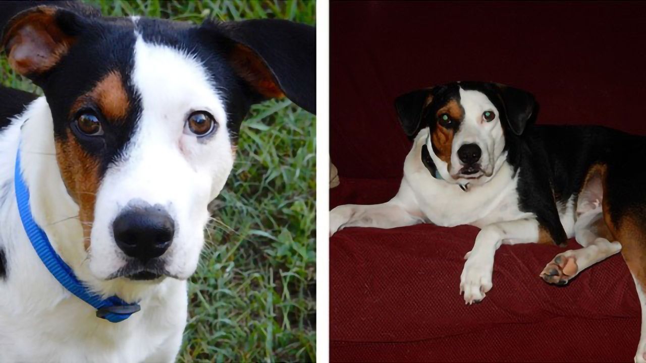 Positive Impact of Restoring Hormone Levels in Neutered Dogs