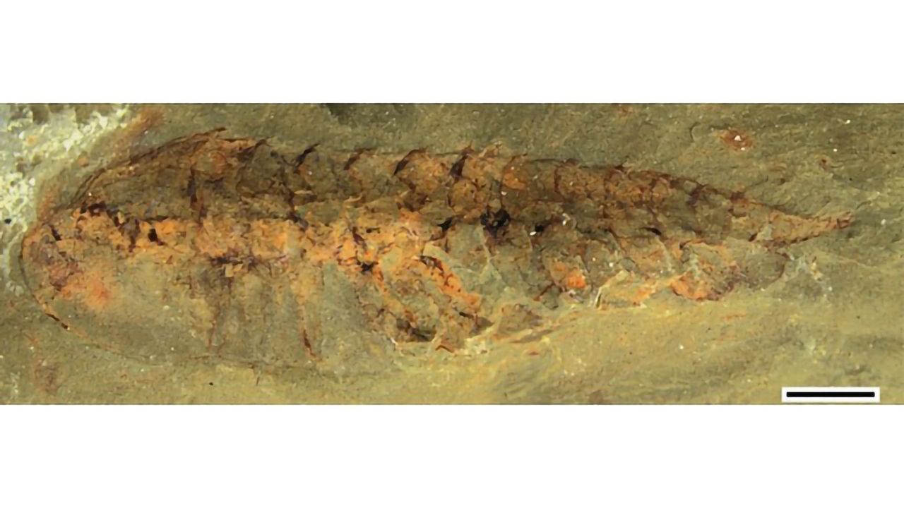 What the Ancestral Brains of Arthropods Looked Like