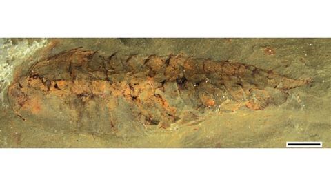What the Ancestral Brains of Arthropods Looked Like