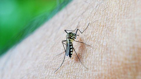 Genome-Editing Suppresses the Fertility of Female Mosquitoes