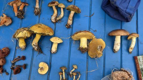 Few Products Claiming To Contain Wild Mushrooms Actually Do