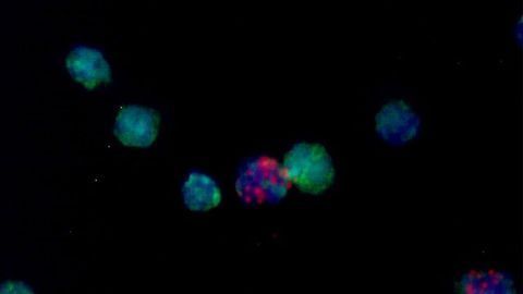 Studying Mosquito Immune Cells Could Aid Disease Transmission Understanding