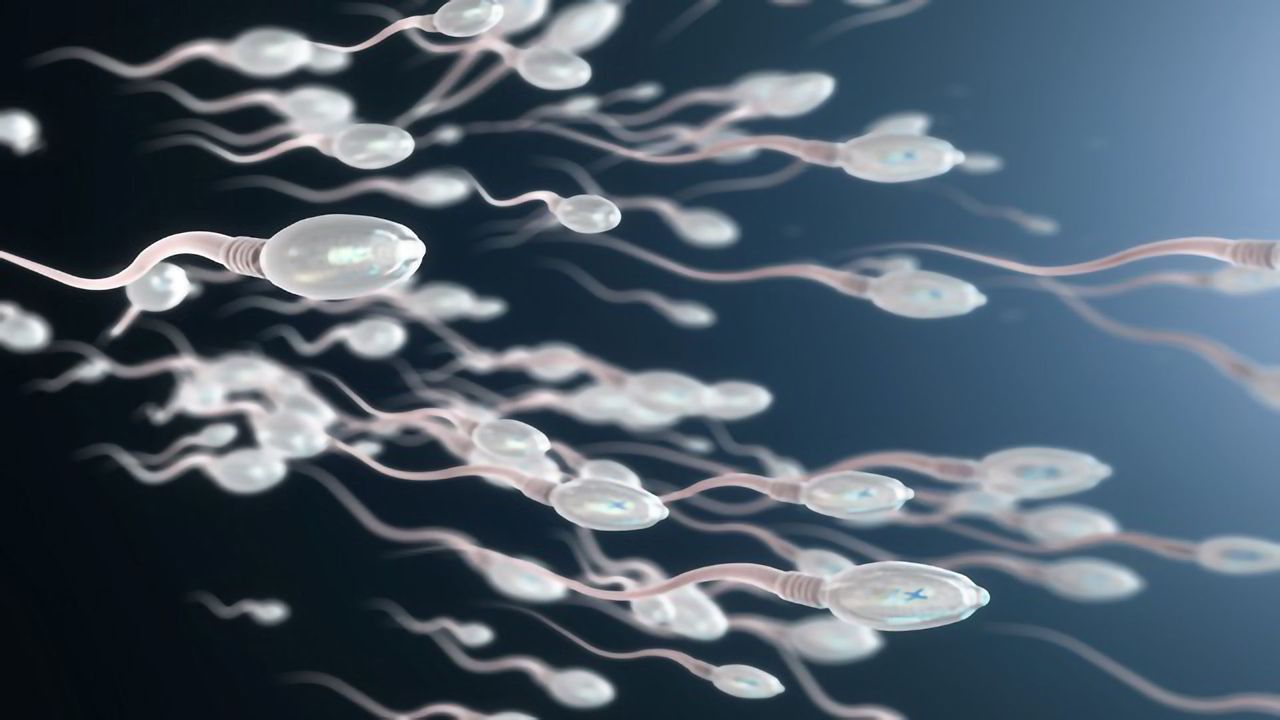New Gene Involved in Male Fertility Discovered