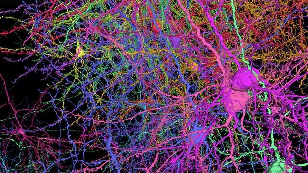 3D Cell Reconstructions