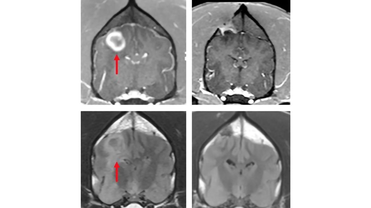 Glioblastoma Treatment for Dogs May Work for Humans Too
