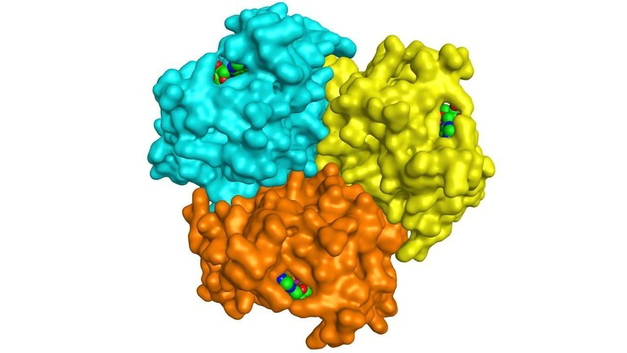 Enzyme's Origins Revealed by Evolutionary "Time Travel"