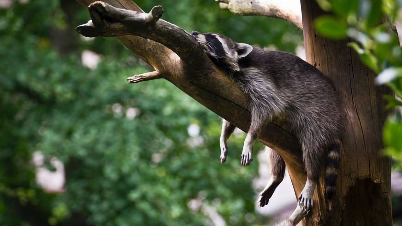 Why the Dreaming Phase of Sleep Matters
