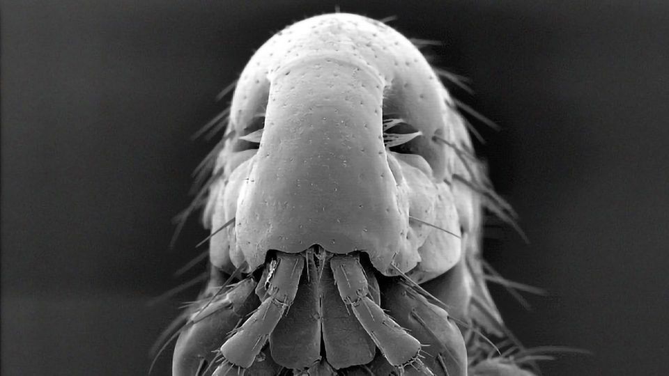 A small mite analyzed by electron microscopy. 