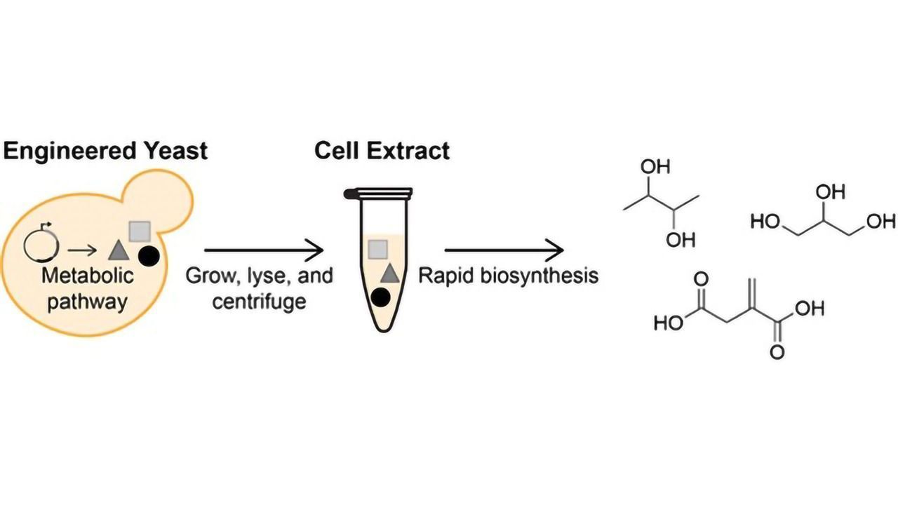 Creating Alternative Petrochemical Processes With Yeast