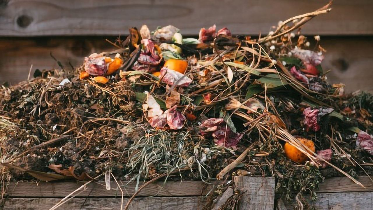 What Pathogens Are Lurking in Your Compost?