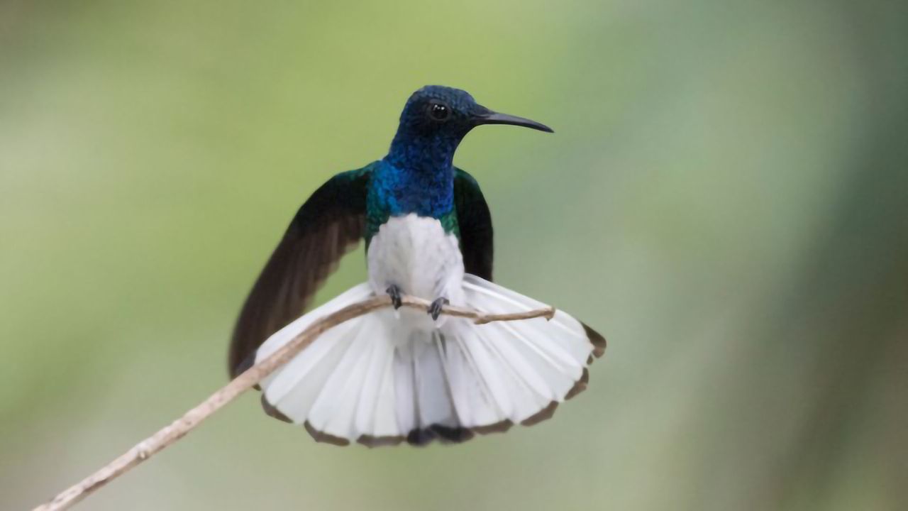 Hummingbird Females Mimic Males To Avoid Harassment