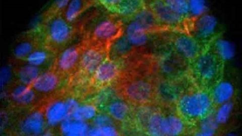 Defined and Controllable Extracellular Matrix for Cell Culture