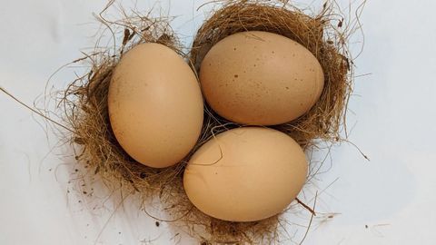 Pyth-egg-oras's Theorem: Universal Equation for Bird Egg Shape Discovered