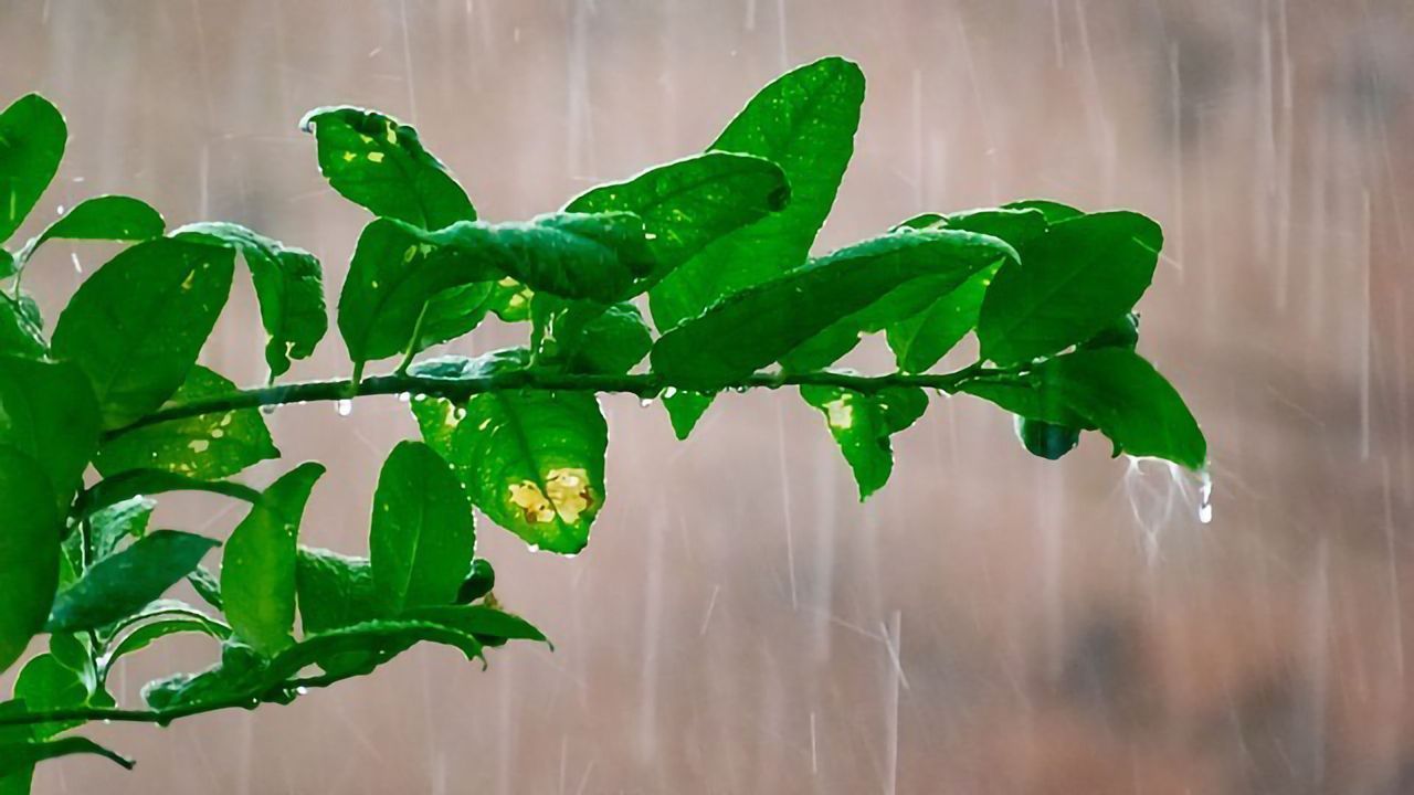 It's Raining... Microbes?