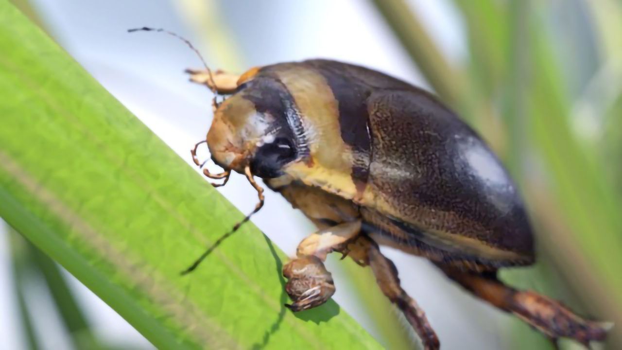 Beetle-Inspired Smart Device for Personalized Skin Care