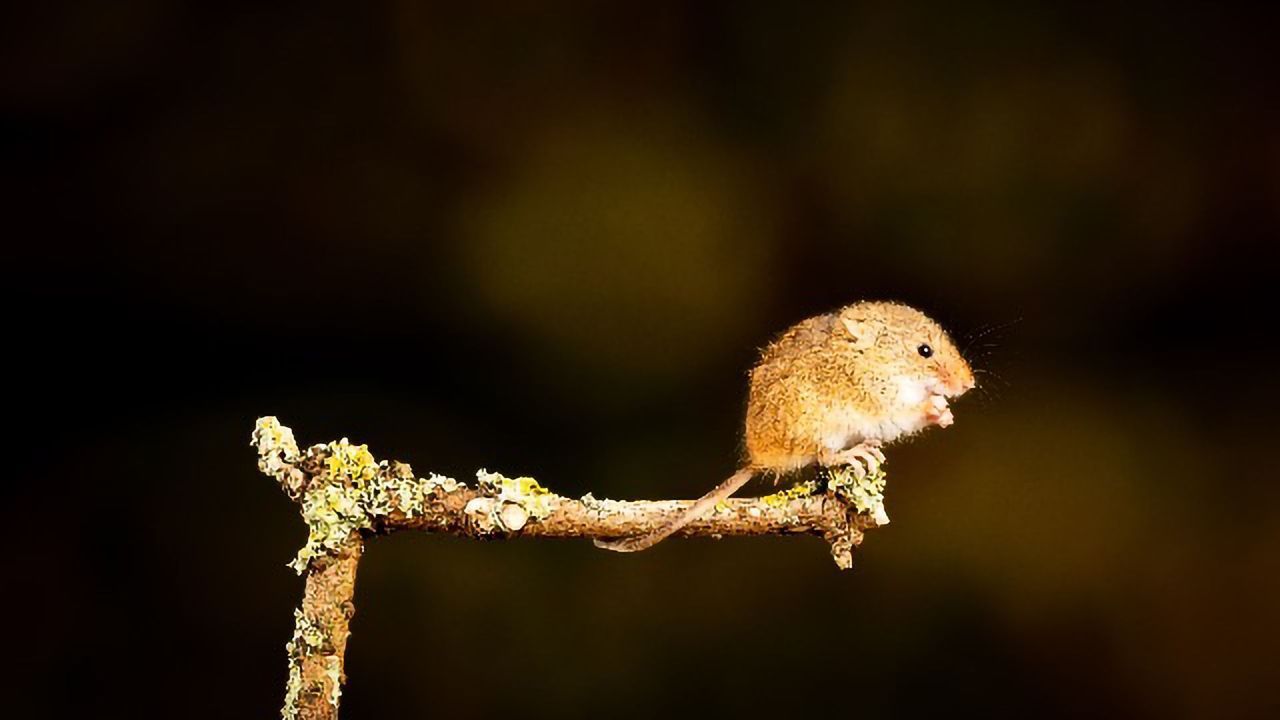 Do Genetics Control Who We Befriend? Mouse Study Suggests So