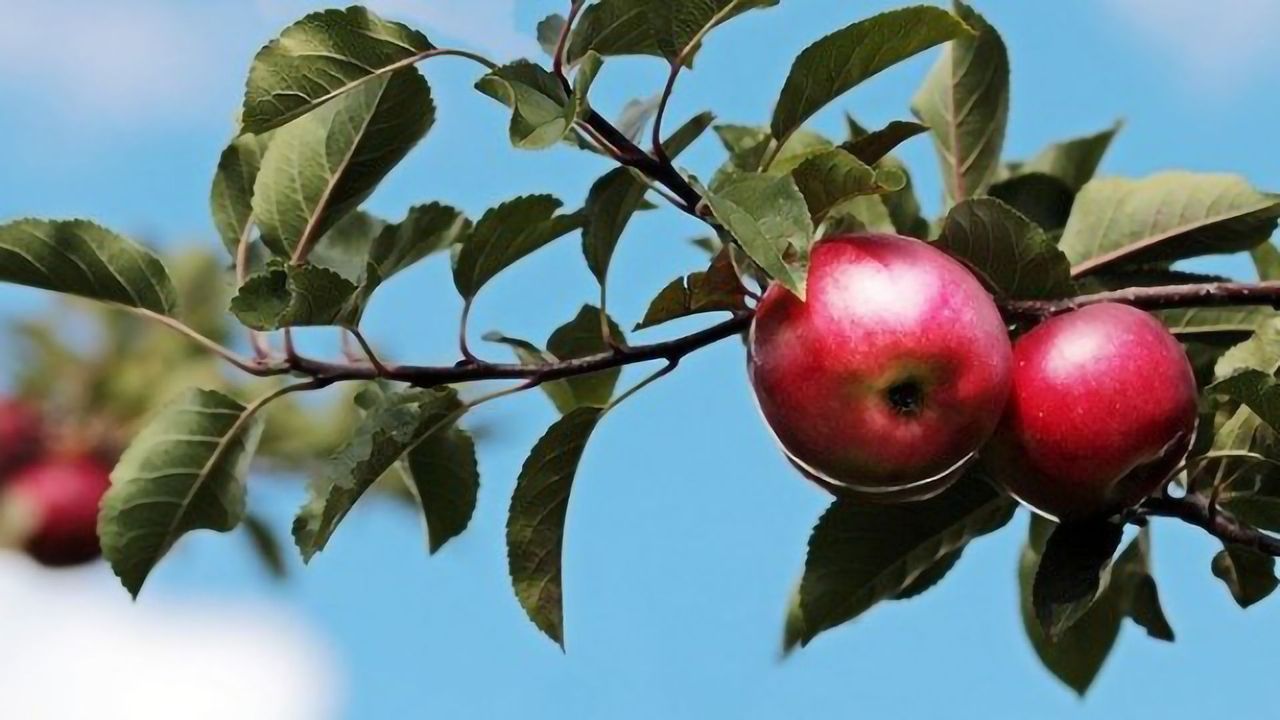 Getting to the Core of Better Apples