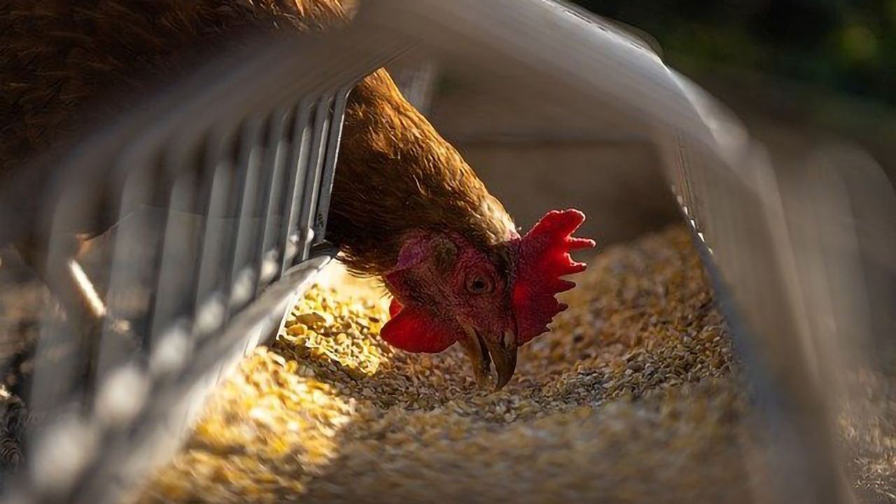 Antibiotic Resistant Salmonella Enteritidis From Poultry Could Infect Humans