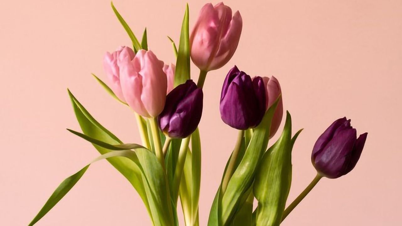 Plant Bulbs a Mixing Pot for Drug-Resistant Pathogens