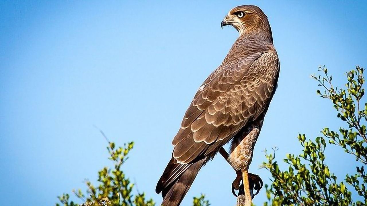 Unmonitored Pollutants Found To Accumulate in Raptors