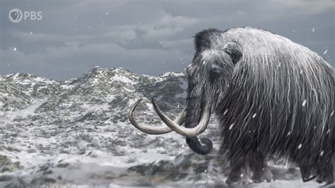 The Island of the Last Surviving Mammoths