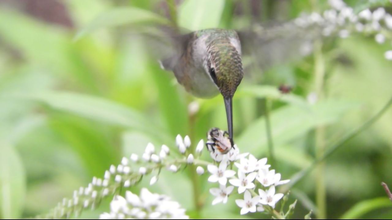 Hummingbirds Can Smell Their Way to Safety