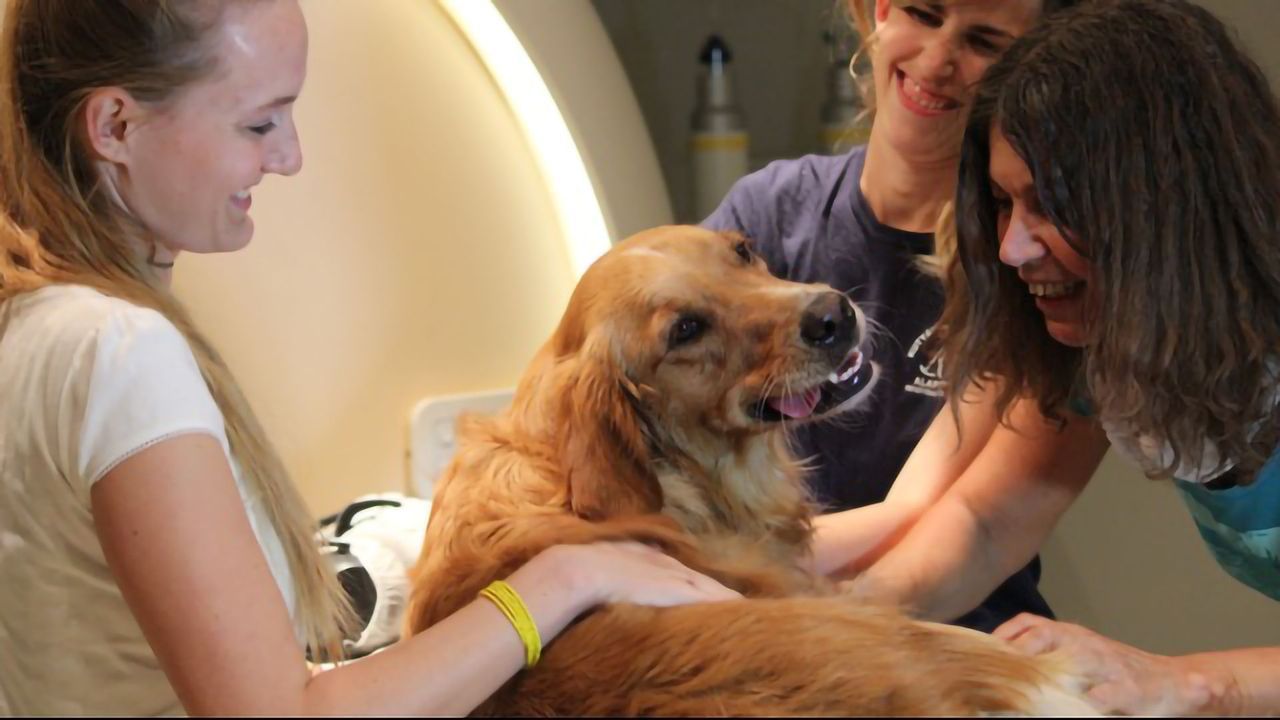 Dog-Owner Relationship Has Similar Mechanisms to Infant-Mother Bond