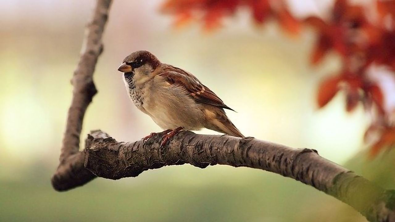 Hotspots Are Driving Rapid Global Spread of Avian Malaria