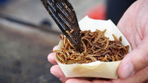 Want To Reduce Your Carbon Footprint? Insect Proteins May Have the Answer