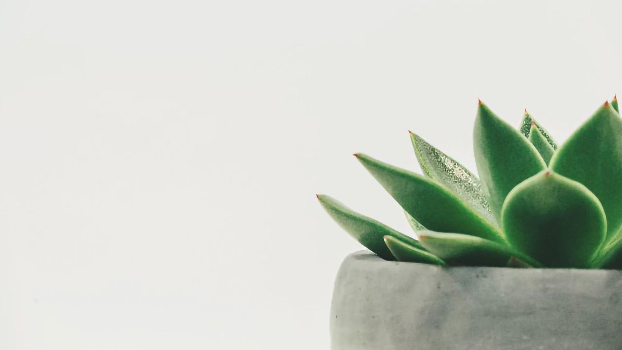Fridge-Free COVID-19 Vaccines Are Grown in Plants and Bacteria