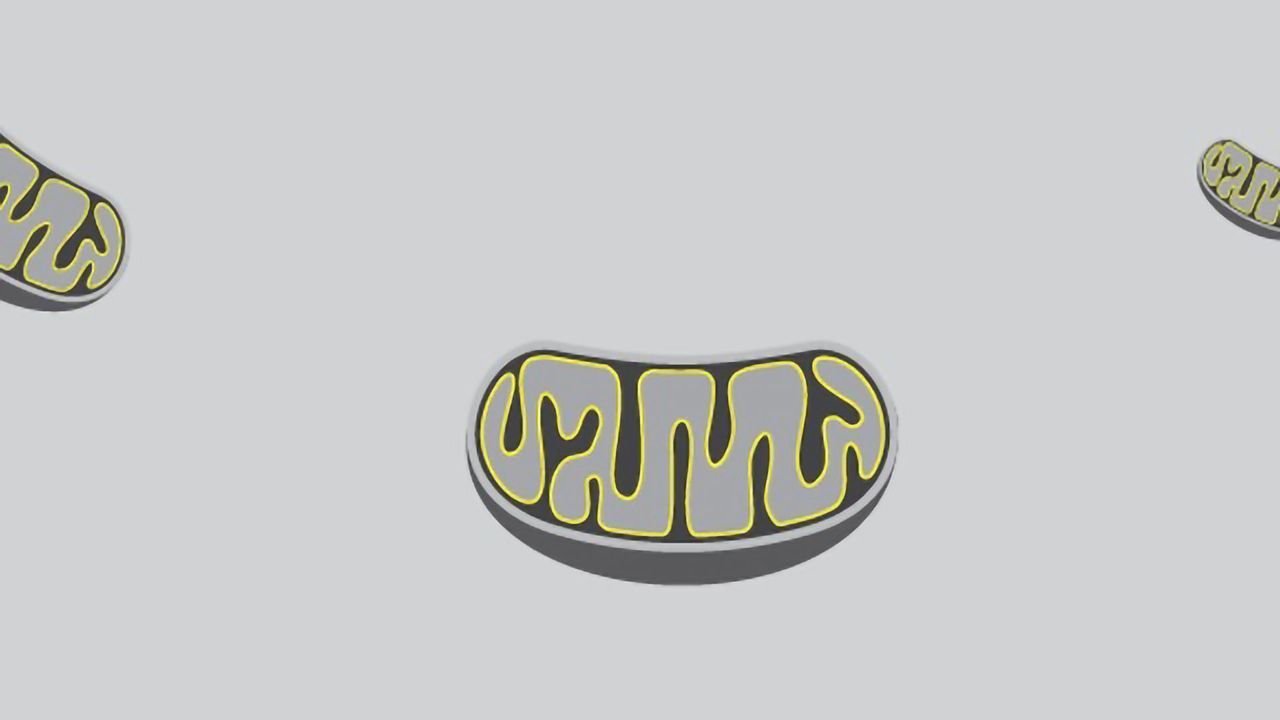 Assessing Mitochondrial Health in Oncology