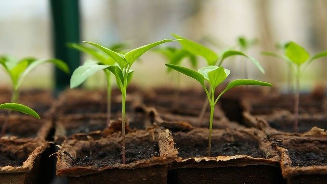 Plants Developed That Act as Organic Pollutant Monitors