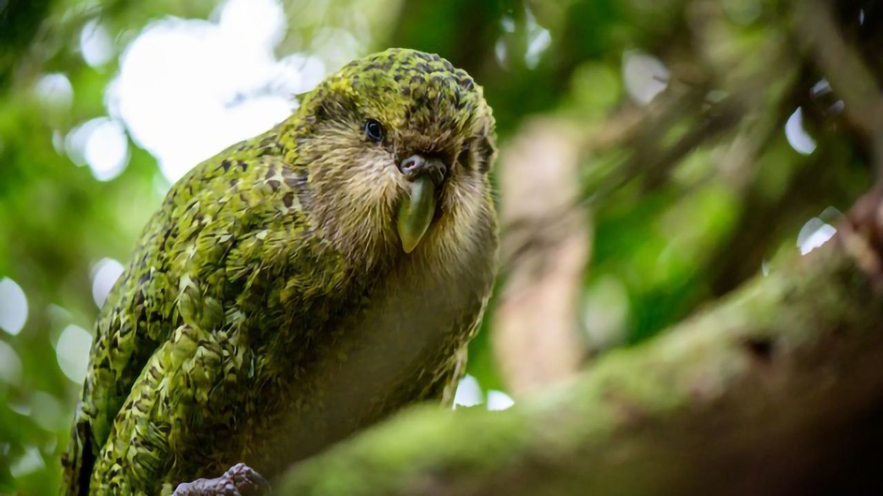 Despite Years of Inbreeding, Kākāpō Are in Good Genetic Health