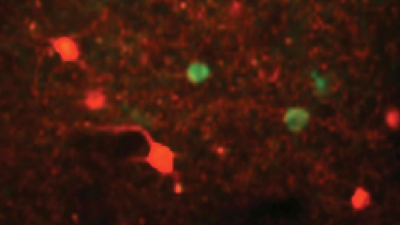 Movie-Watching Mice Reveal Reliable Vision in the Brain