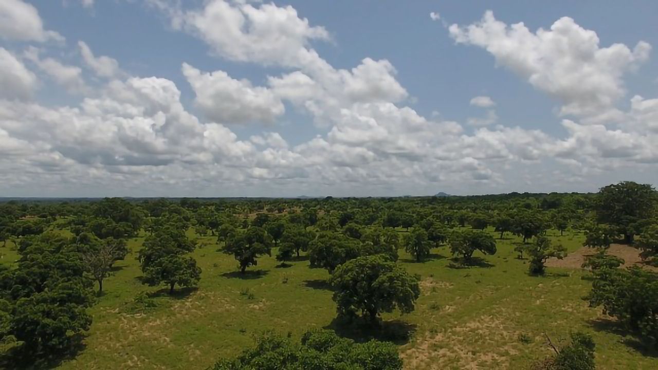 Shea Tree Genome Sequenced To Support Conservation Efforts