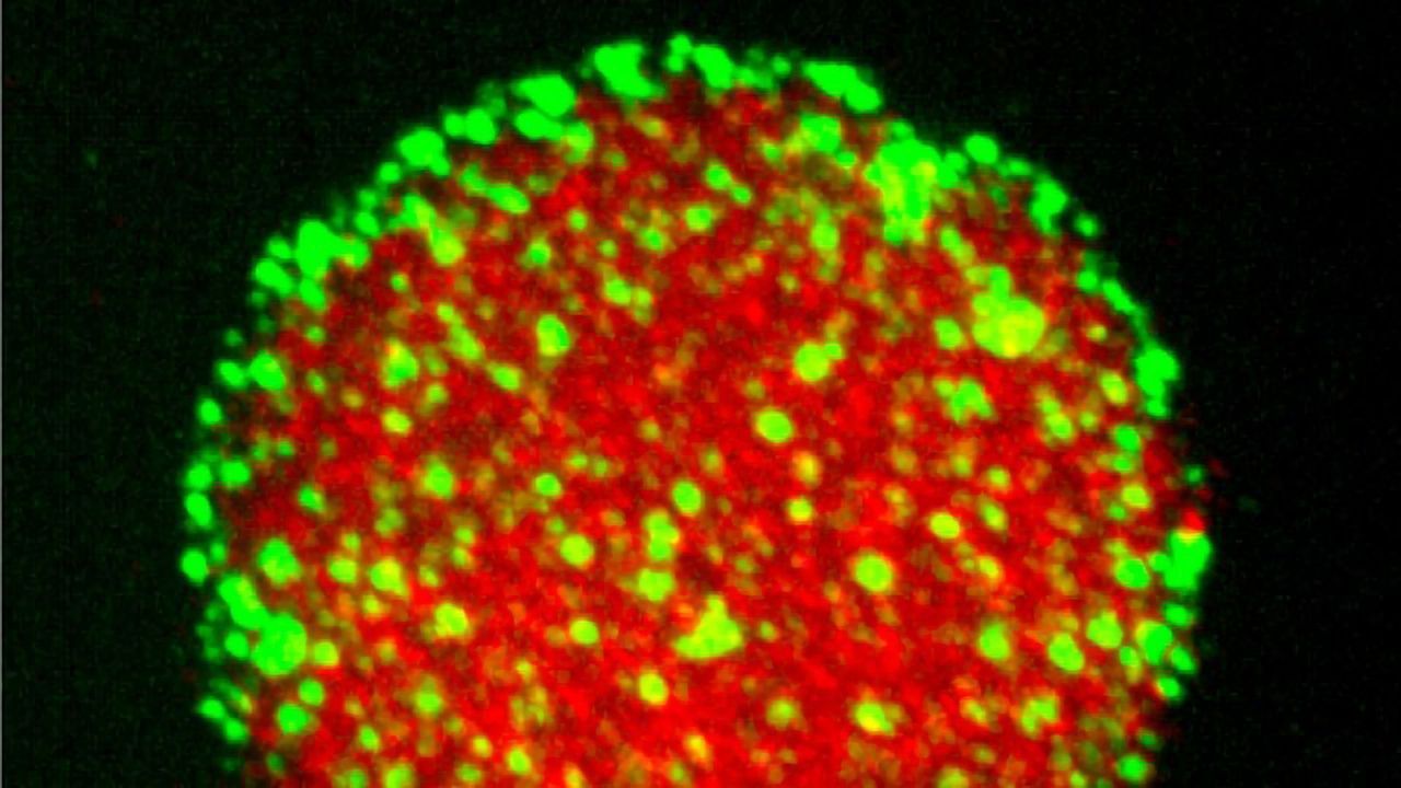 Food Science Helps To Answer Cell Science Questions