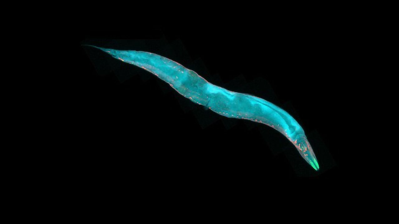 A Single Brain Cell Can Control This Animal's Entire Foraging Strategy