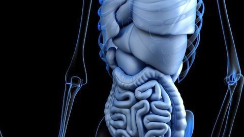 Gut Cell Atlas Will Transform Research Into Intestinal Diseases