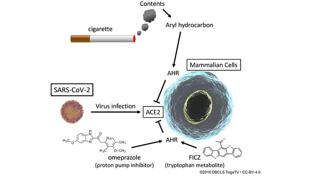 Drugs That Mimic Effects of Cigarette Smoke Suppress ACE2 Expression in Cells