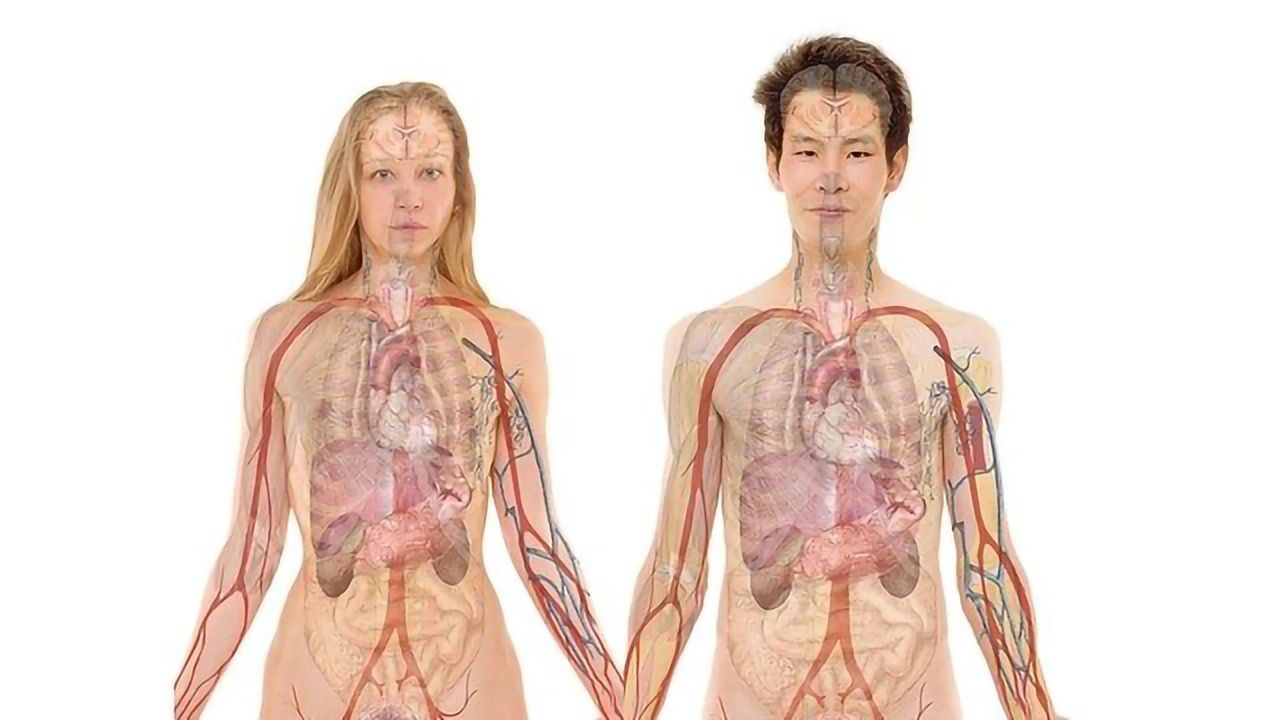 Lymph Node-Centric Paradigm of Killer T-Cell Priming Challenged