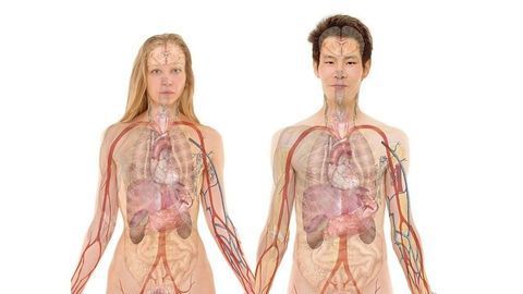 Lymph Node-Centric Paradigm of Killer T-Cell Priming Challenged