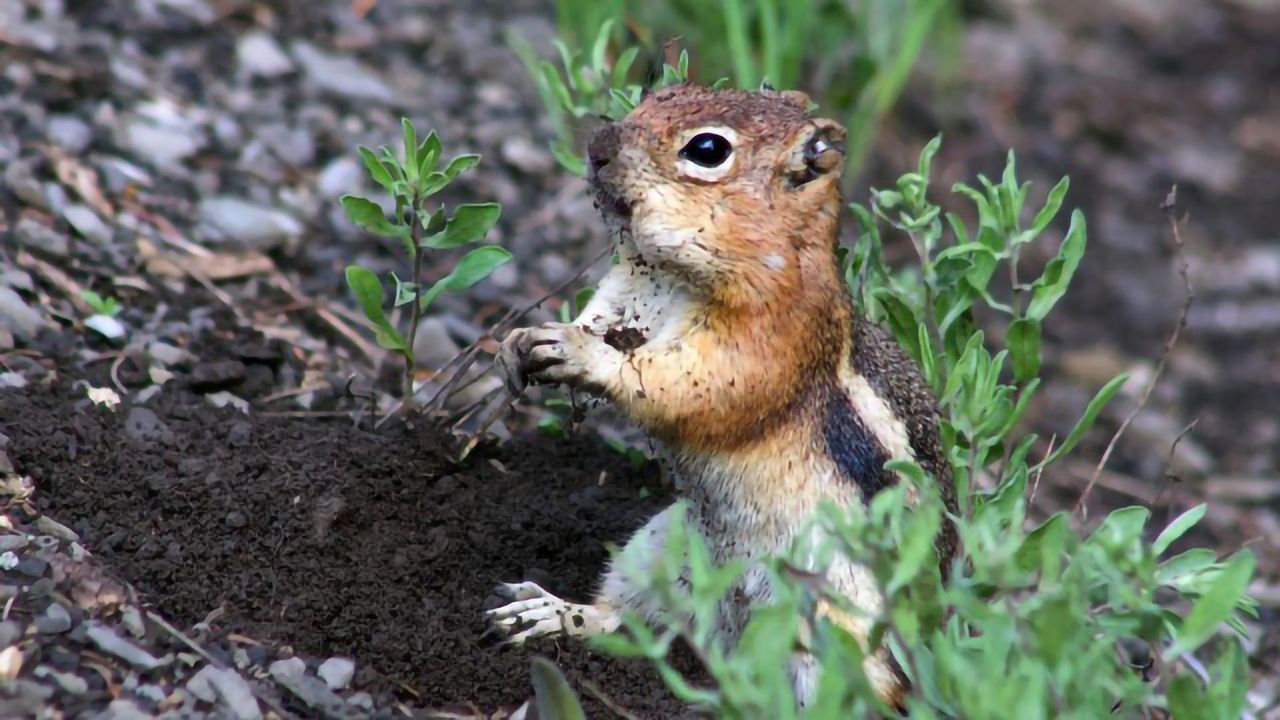 Social Skills Give Squirrels an Advantage