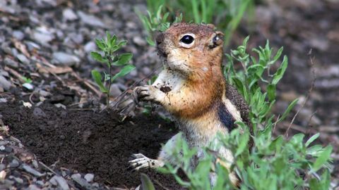 Social Skills Give Squirrels an Advantage
