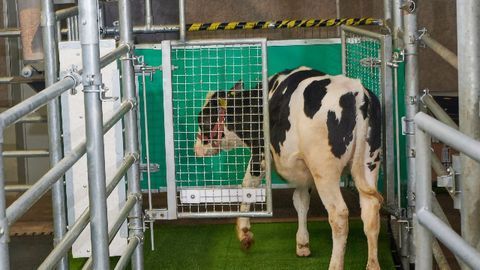 Cows Are Potty Trained To Reduce Ammonia Emissions