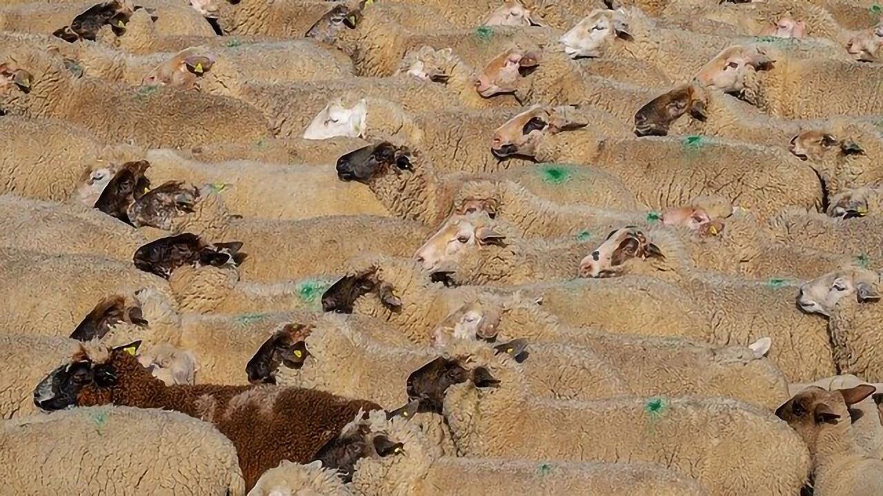 Greenhouse Gas Emissions From Animal-Based Foods Double That of Plant-Based Foods