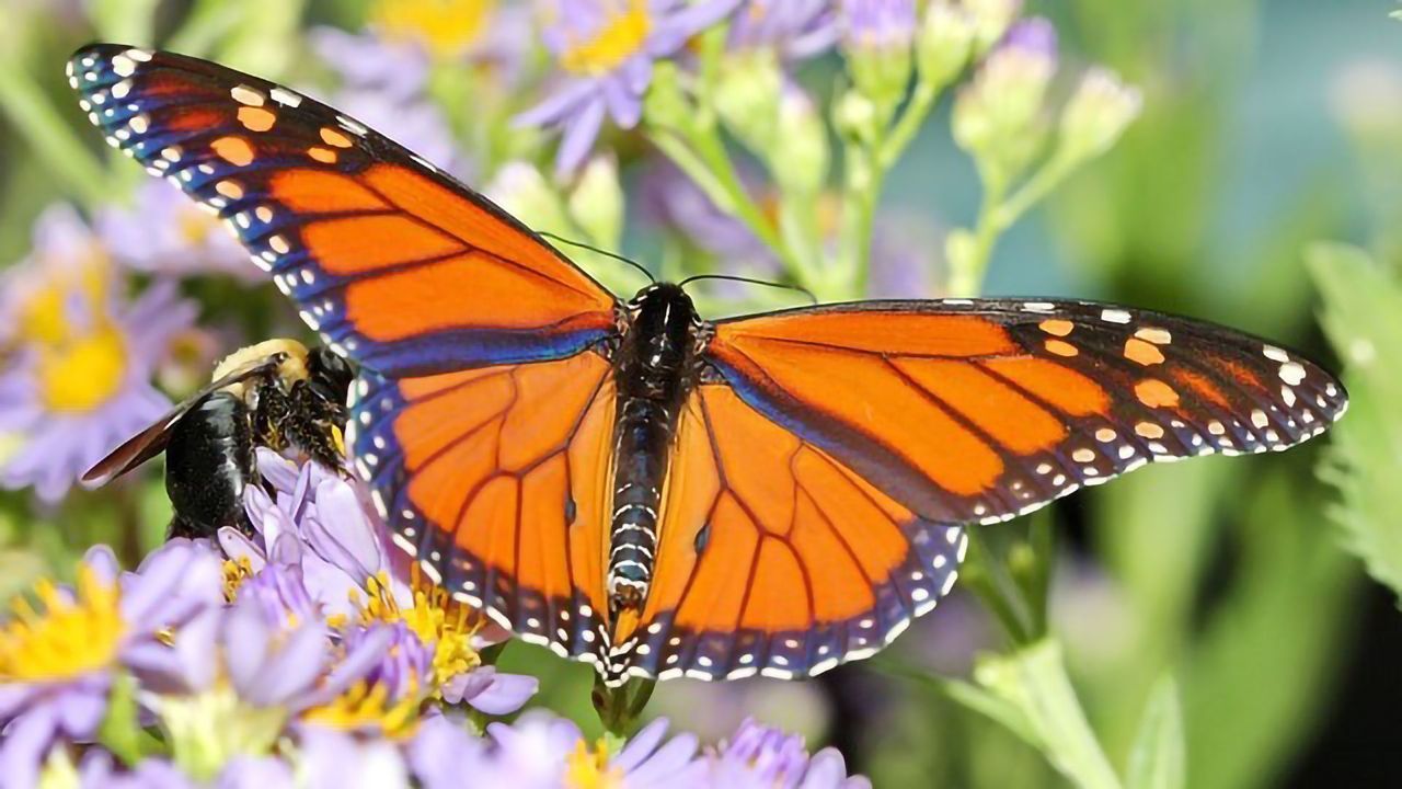 Isotope Mapping Sheds Rare Light Into Journey of Monarch Butterflies