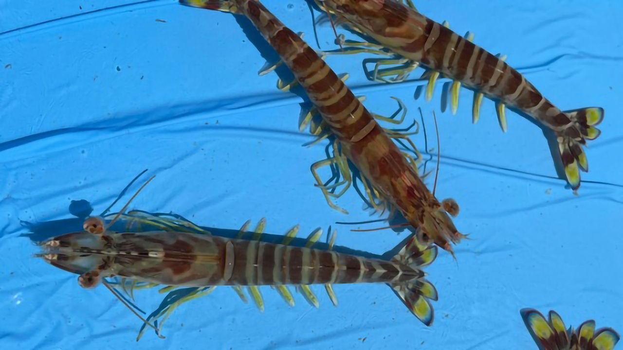 A Genetic Resource for Shrimp Breeding and Conservation